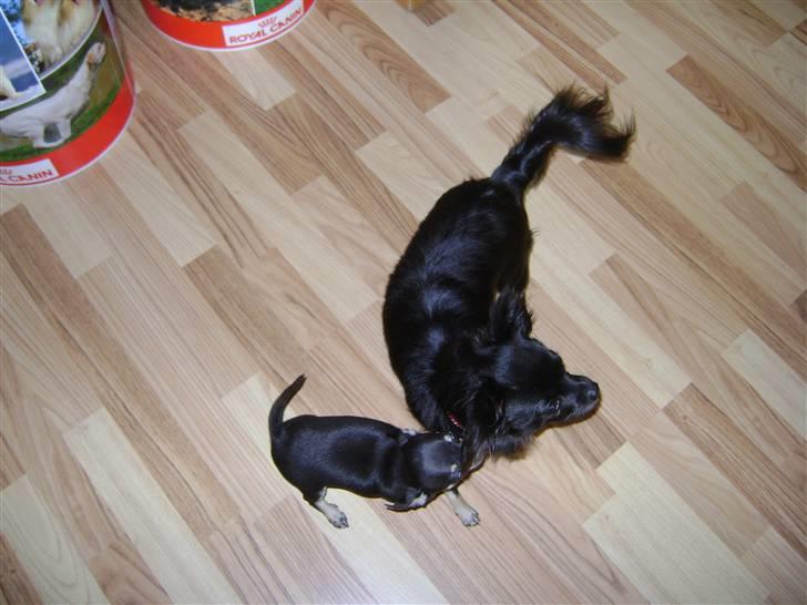 Chihuahua Thea - øv så leger vi videre  billede 6