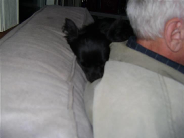 Chihuahua Thea - kurt selv om du er gæst så skal du ikke tage min ynglingsplad så jeg skal altså også være her ellers må du flytte dig tihi billede 7