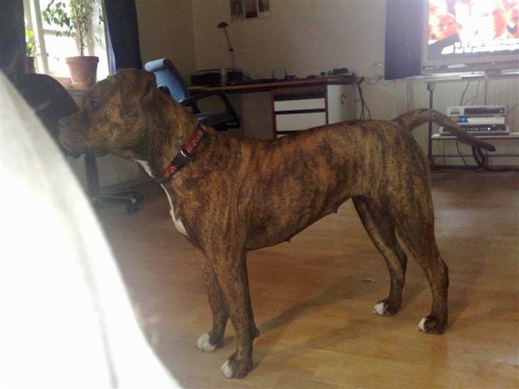 Amerikansk bulldog Topps Magic Mette billede 11