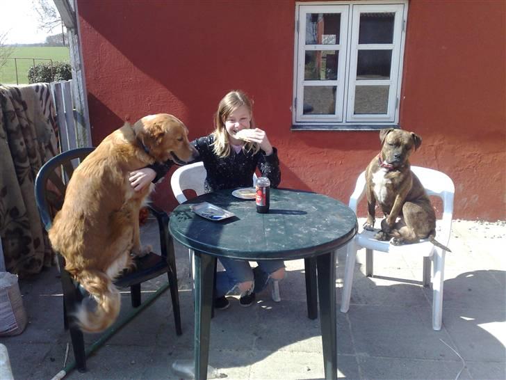 Amerikansk bulldog Topps Magic Mette - så er der dømt hygge billede 12