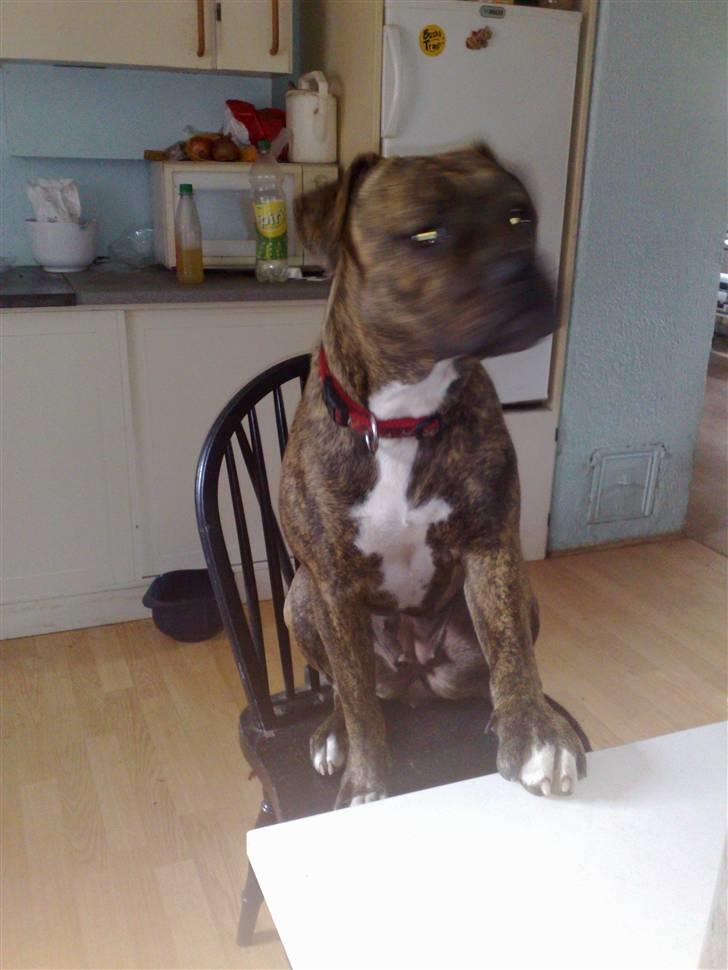 Amerikansk bulldog Topps Magic Mette - venter stadig på maden billede 13