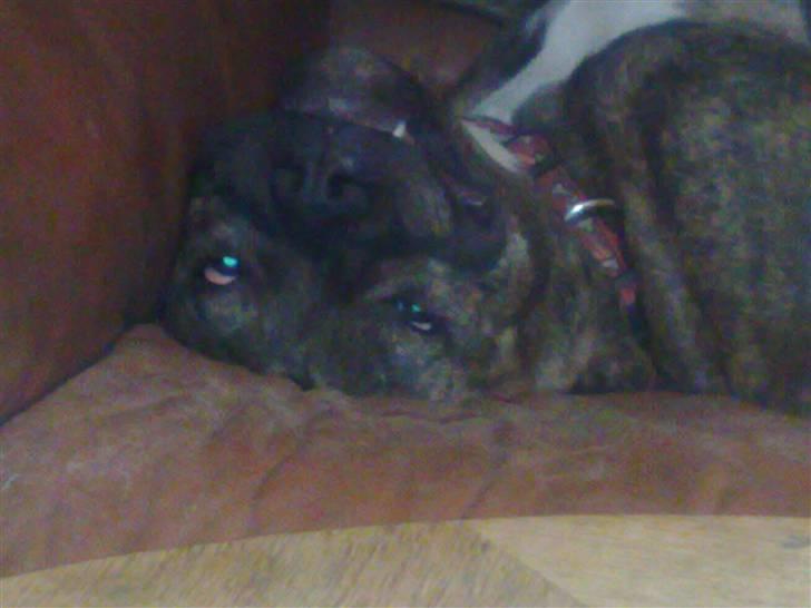 Amerikansk bulldog Topps Magic Mette - lidt morgen grim er man vel billede 14