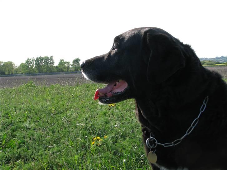 Blanding af racer Laban - Smid en bedømelse og kommentar på vejen vidre.. =) billede 20