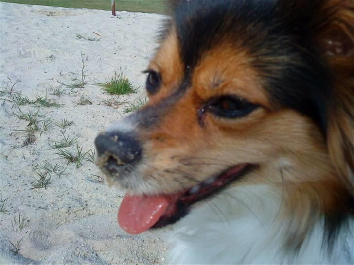 Papillon maggie billede 14