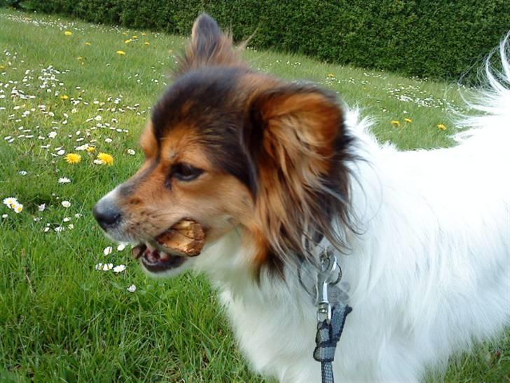 Papillon maggie billede 15
