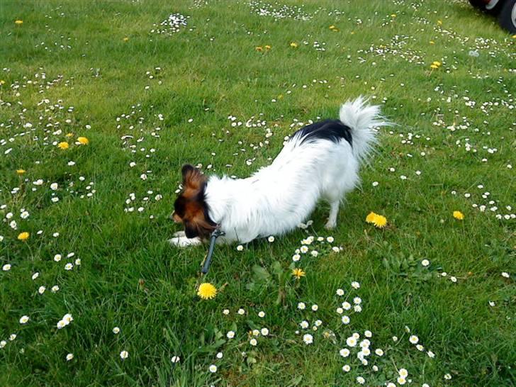 Papillon maggie billede 16