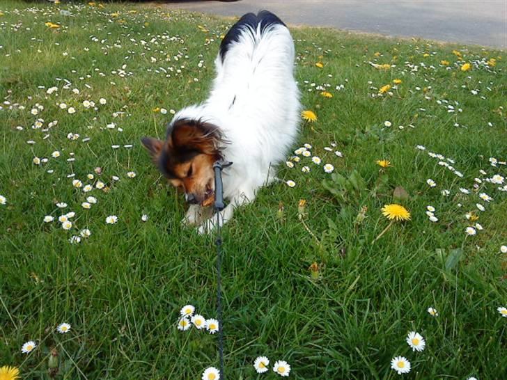 Papillon maggie billede 17