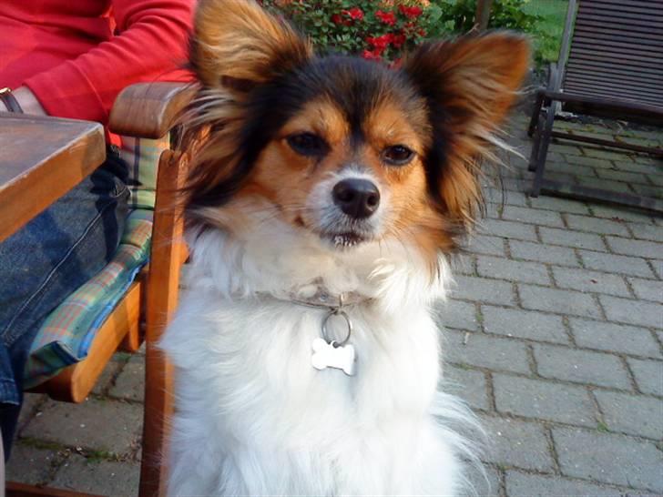 Papillon maggie billede 18