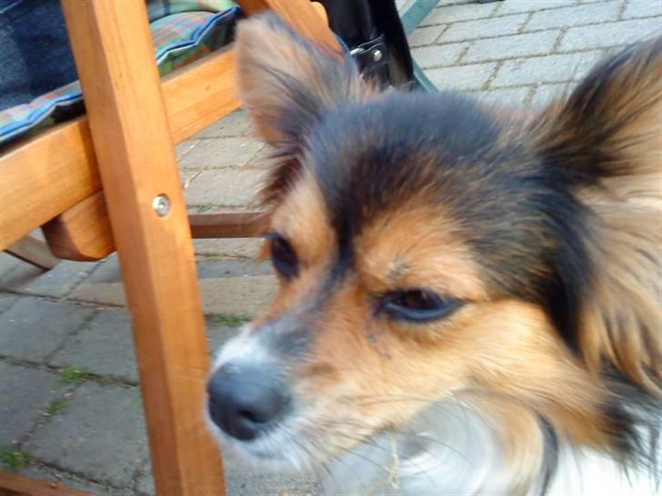 Papillon maggie billede 19