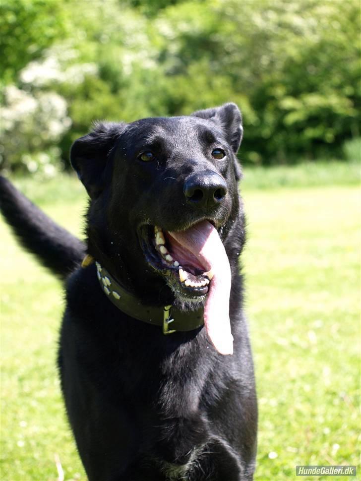 Blanding af racer Keiko R.I.P - fordi du er så pisse sød billede 8