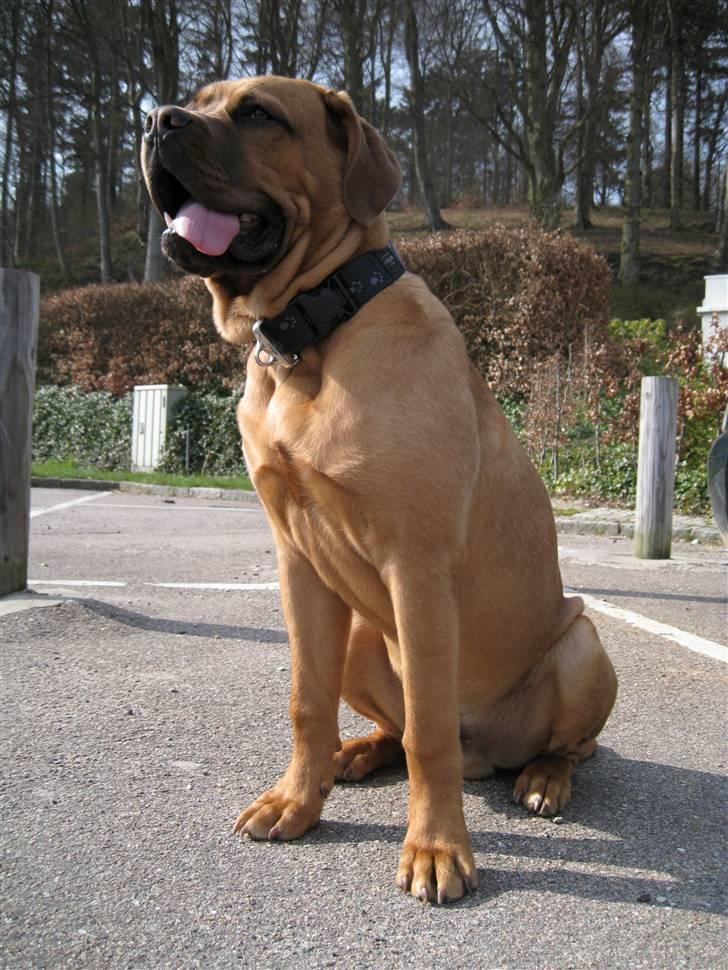 Dogue de bordeaux Kenzo billede 19