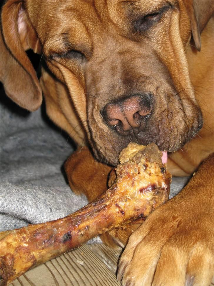 Dogue de bordeaux Kenzo billede 20