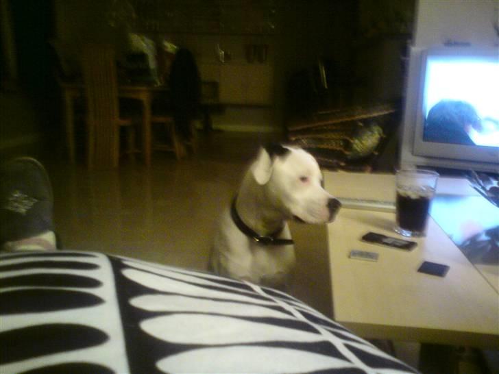 Amerikansk bulldog Coda  *solgt* billede 8