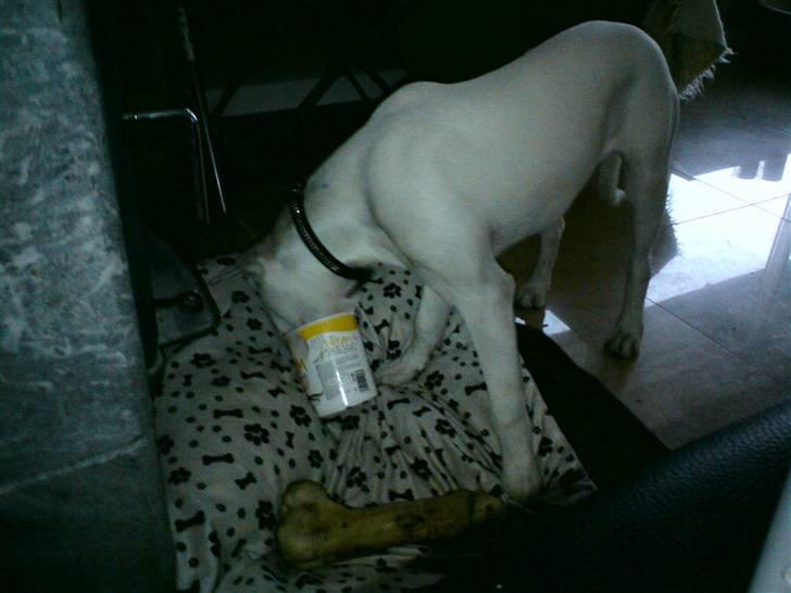 Amerikansk bulldog Coda  *solgt* - IS IS IS billede 9