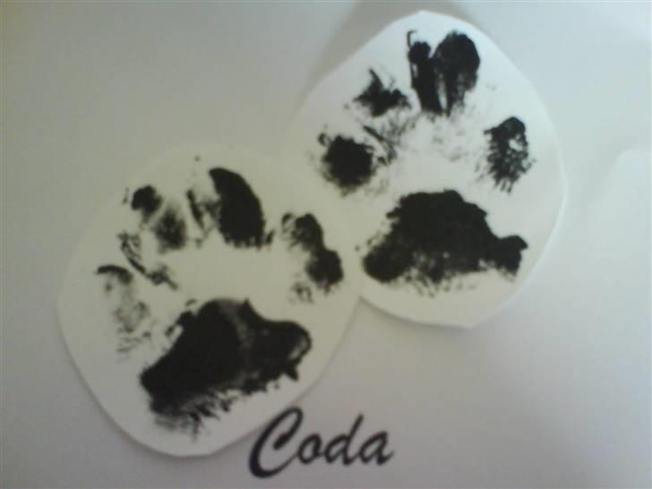 Amerikansk bulldog Coda  *solgt* billede 10