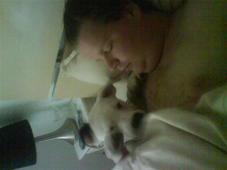 Amerikansk bulldog Coda  *solgt* - Hygger med far i sengen  billede 12