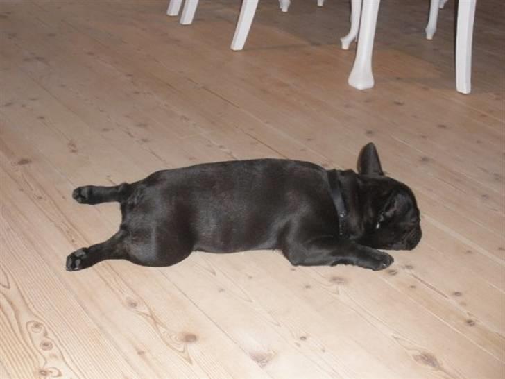 Fransk bulldog Dalvorre's B. Lumiére billede 19