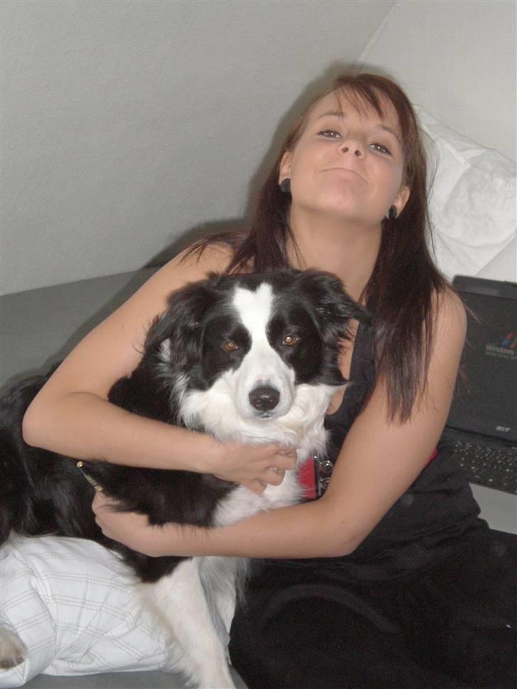 Border collie Coco E billede 1