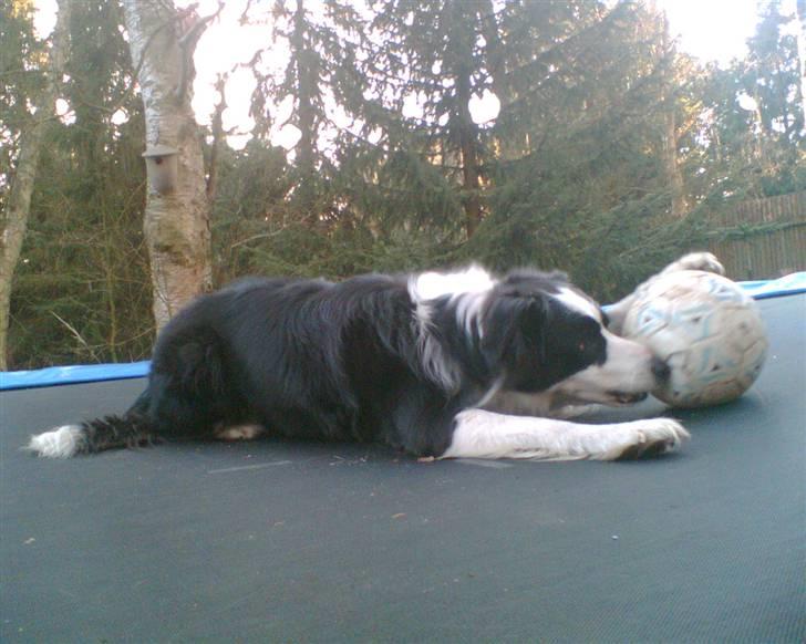 Border collie Coco E billede 2