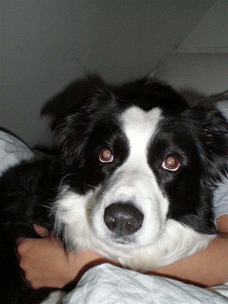 Border collie Coco E billede 3