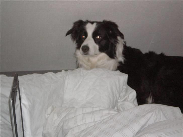 Border collie Coco E billede 4