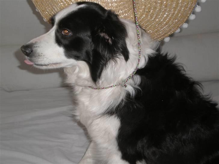 Border collie Coco E billede 5