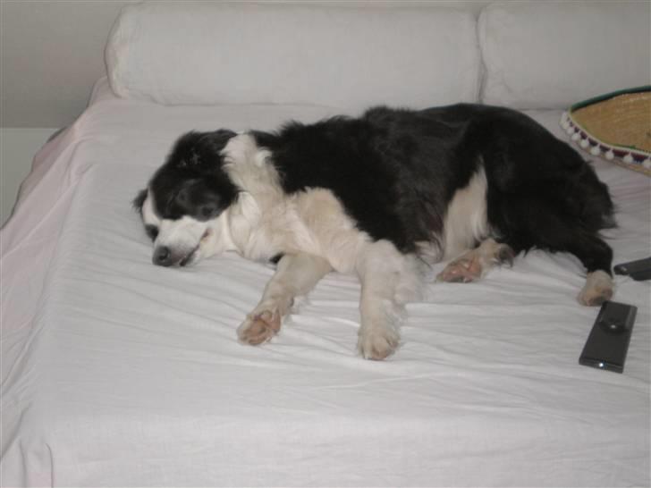 Border collie Coco E billede 6