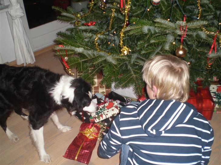 Border collie Coco E billede 7