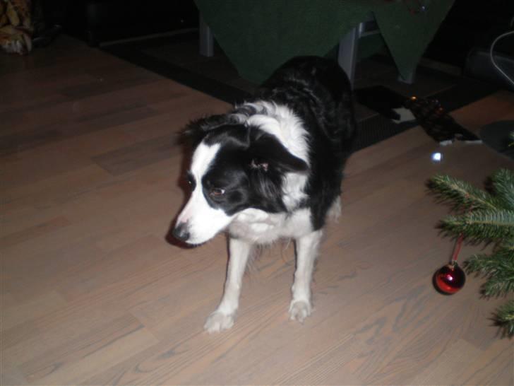 Border collie Coco E billede 8