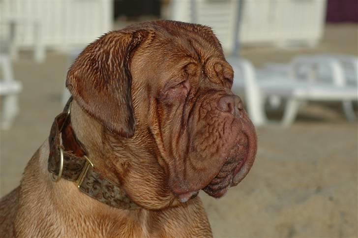Dogue de bordeaux Viola- Batida Coco  - Standen St. Tropez billede 1