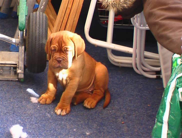 Dogue de bordeaux Viola- Batida Coco  - Puha, det har været en lang dag billede 2