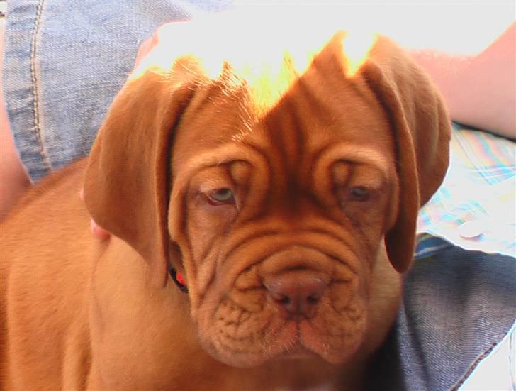 Dogue de bordeaux Viola- Batida Coco  - Nyder solen og bliver nusset billede 3