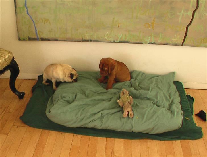 Dogue de bordeaux Viola- Batida Coco  - Hvem er du og hvad laver du i min seng? billede 4