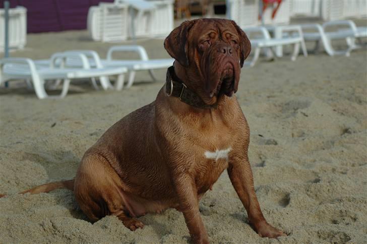 Dogue de bordeaux Viola- Batida Coco  - Sidder og nyder en dejlig morgen i St. Tropez billede 5