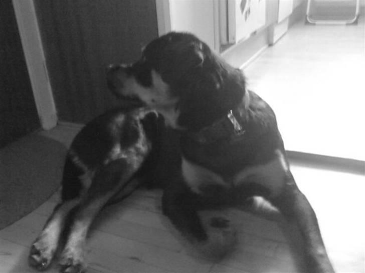 Rottweiler simba billede 17