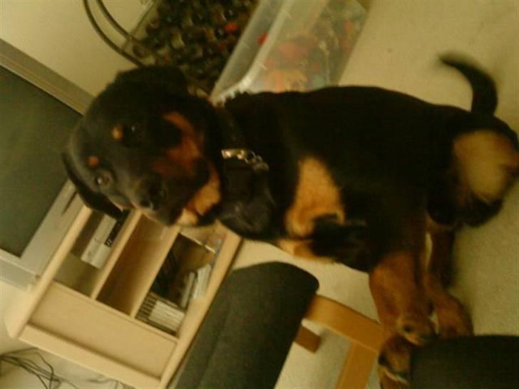 Rottweiler simba billede 18