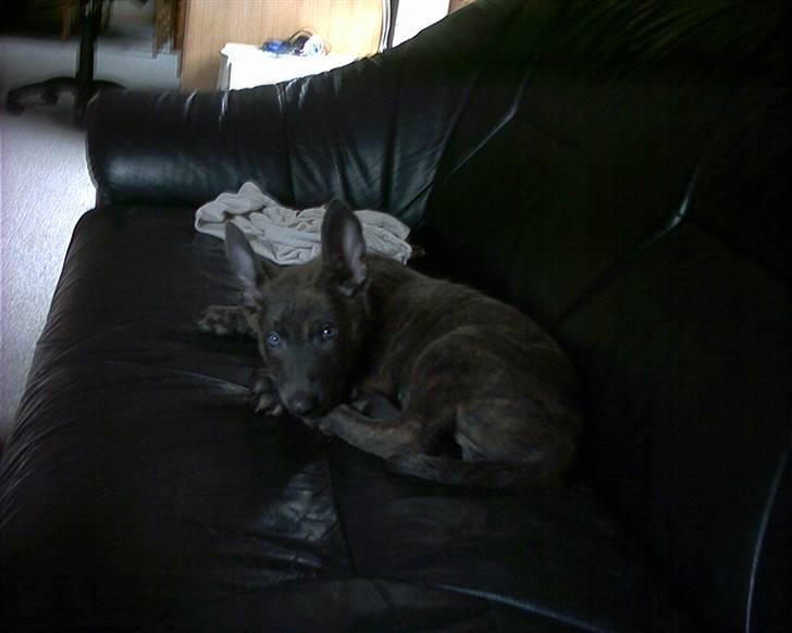 Hollandsk hyrdehund Fister (R.I.P) billede 1