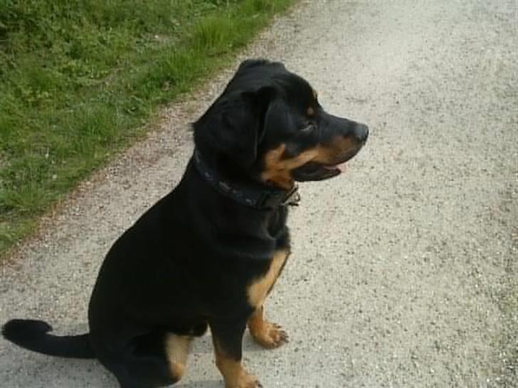 Rottweiler simba billede 19