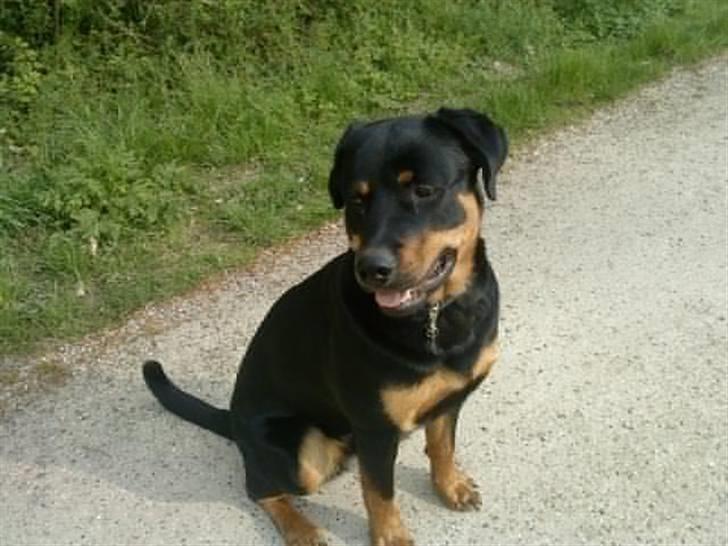 Rottweiler simba billede 20