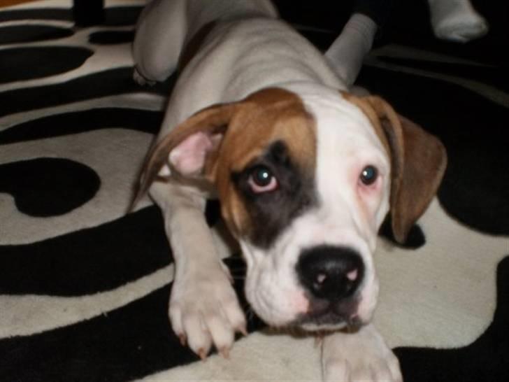 Amerikansk bulldog Ginga Ny stjerne på himlen<3 billede 1