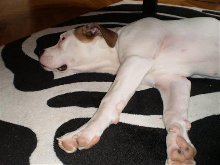 Amerikansk bulldog Ginga Ny stjerne på himlen<3 billede 2