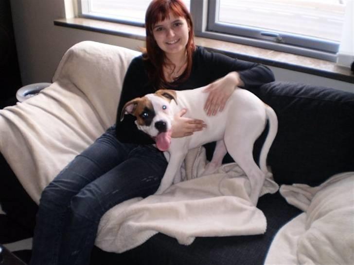 Amerikansk bulldog Ginga Ny stjerne på himlen<3 billede 3