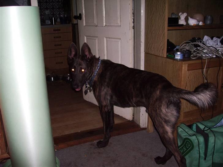 Hollandsk hyrdehund Fister (R.I.P) billede 2