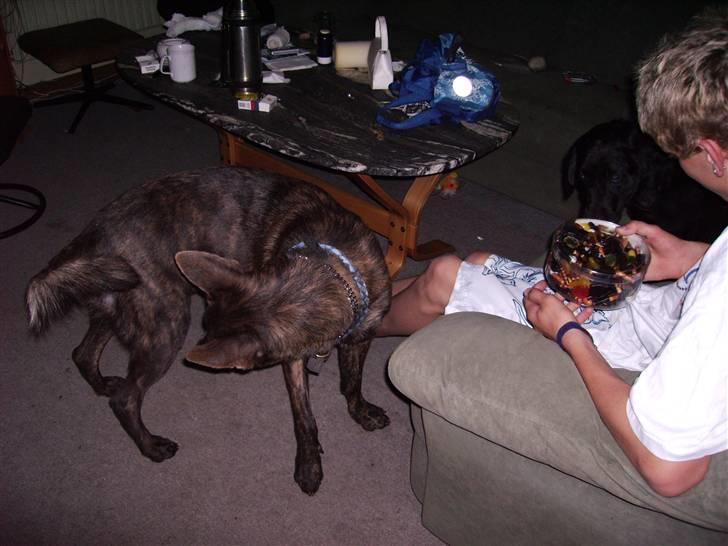 Hollandsk hyrdehund Fister (R.I.P) billede 3