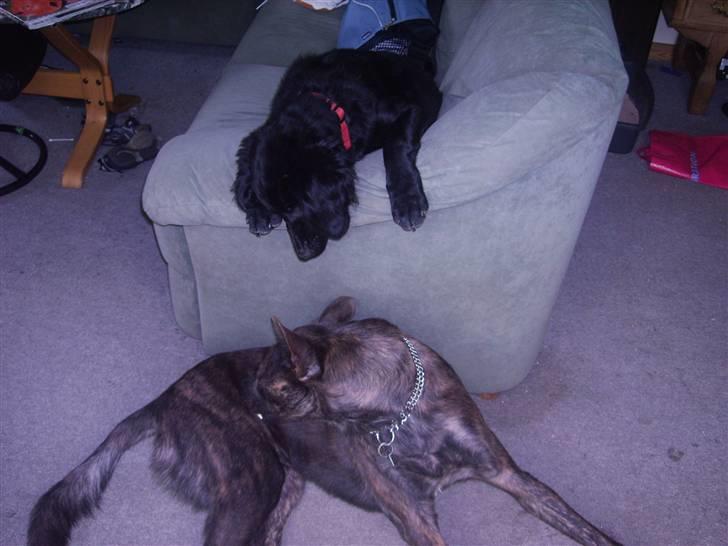 Hollandsk hyrdehund Fister (R.I.P) billede 4