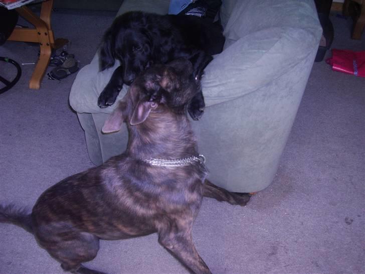 Hollandsk hyrdehund Fister (R.I.P) billede 5