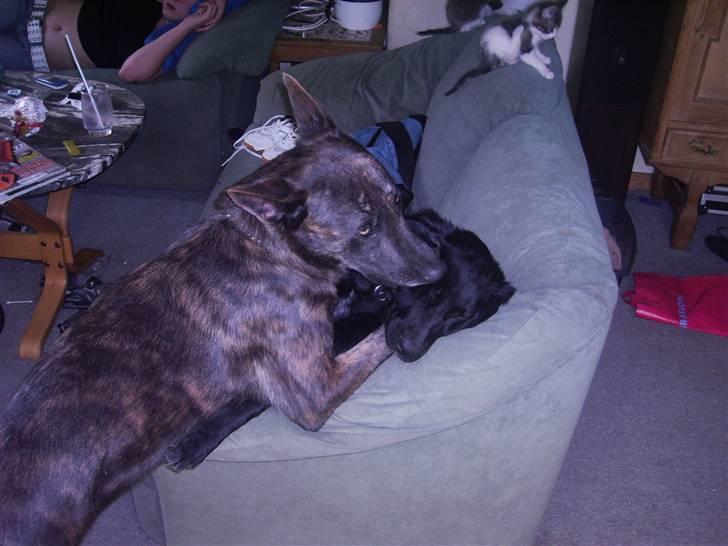 Hollandsk hyrdehund Fister (R.I.P) billede 6