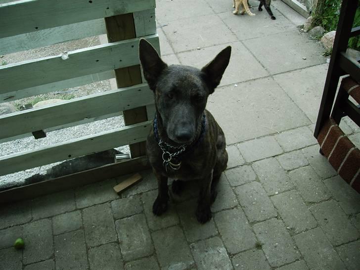 Hollandsk hyrdehund Fister (R.I.P) billede 7