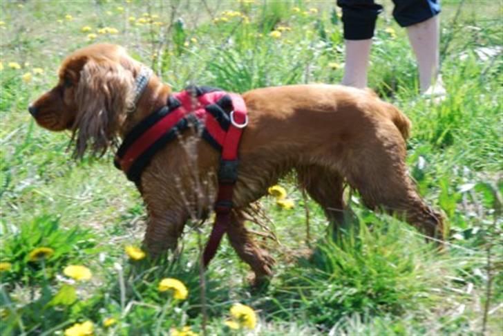 Cocker spaniel gizmo<3 - gizmos mor<3 billede 8