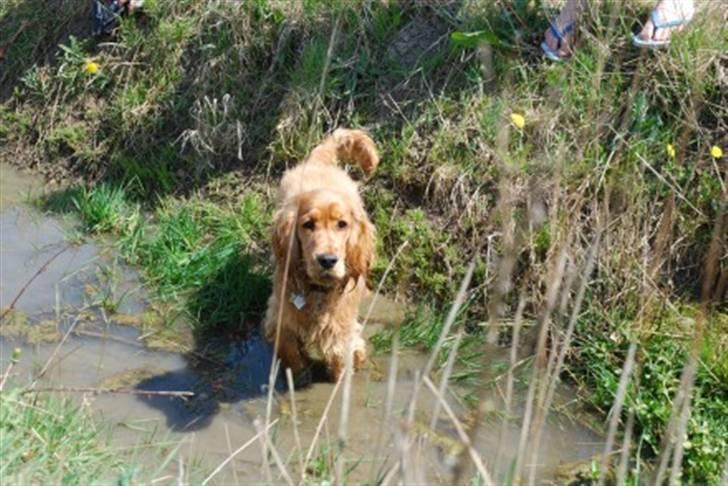 Cocker spaniel gizmo<3 - gizmo billede 9